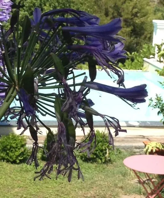 Agriturismo Il Risveglio Imperia Italia